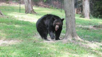 Murderous Bear on the Loose in West Virginia