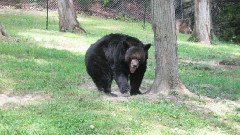 Murderous Bear on the Loose in West Virginia